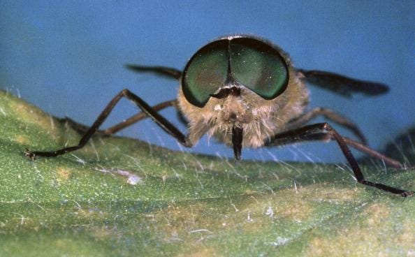 11 absolutely harmless animals that people fear to death 24Warez.Ru 11 absolutely harmless animals that people fear to death 24Warez.Ru